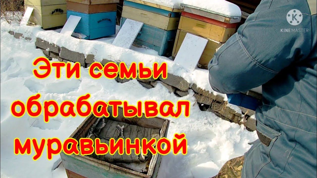 Осмотр семей, их обрабатывал муравьинкой  в конце августа. Отличная зимовка. 26 декабря