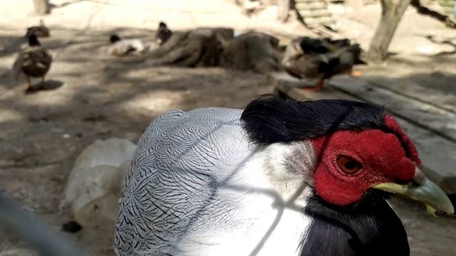 У Трускавці квітнуть сакури. Ландшафтний парк санаторію Карпати. 14 травня 2021 р. смотреть онлайн