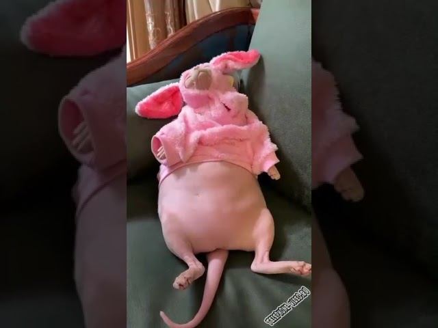 Розовый кролик