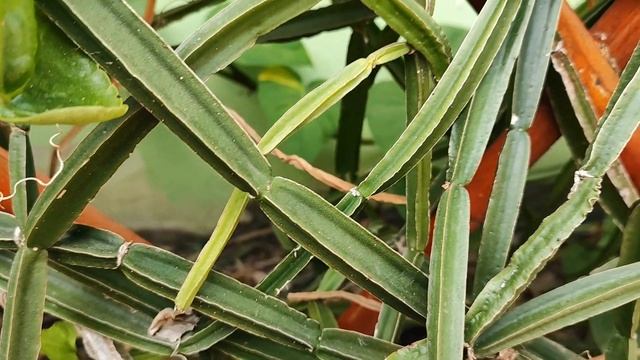 Циссус четырёхугольный или степной виноград. Cissus quadrangularis or Devil's backbone. смотреть онлайн
