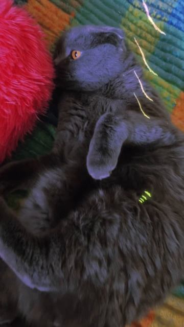 🔴КОТ СМОКИ🔴 смотреть онлайн