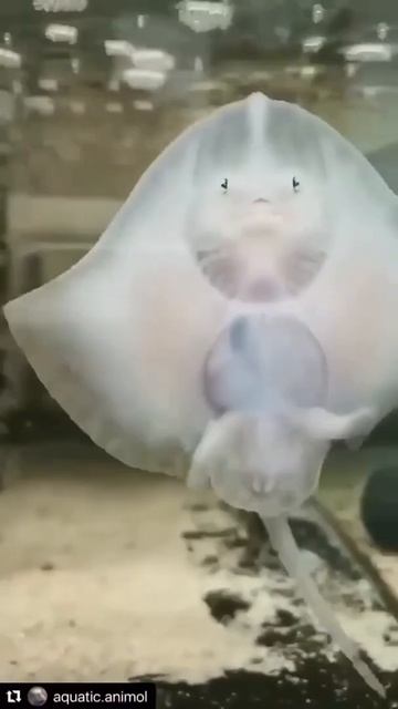 Чудо скат #Shorts https://t.me/+R2KBxVuXJGczIDbh смотреть онлайн