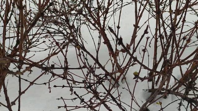 Голубика.Беларусь 16.12.2023 г. смотреть онлайн