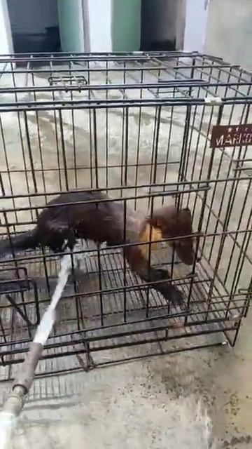 MANDIIN MUSANG MARTEEN BARU DAPAT смотреть онлайн