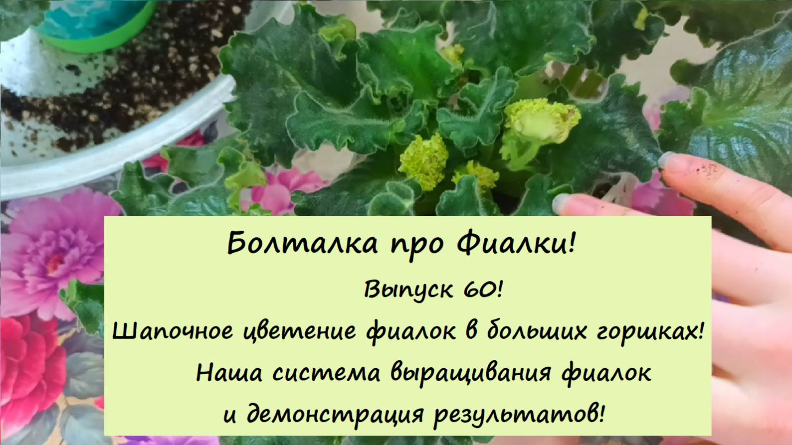 Болталка про Фиалки! Выпуск 60! Шапочное цветение фиалок в больших горшках!Наша система выращивания!