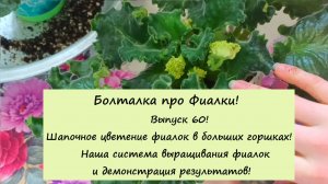 Болталка про Фиалки! Выпуск 60! Шапочное цветение фиалок в больших горшках!Наша система выращивания!