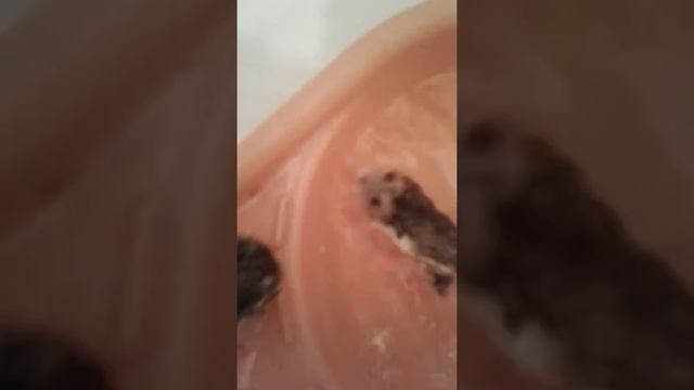Как купаются хомки смотреть онлайн