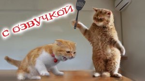 Приколы с котами и собаками! С ОЗВУЧКОЙ!