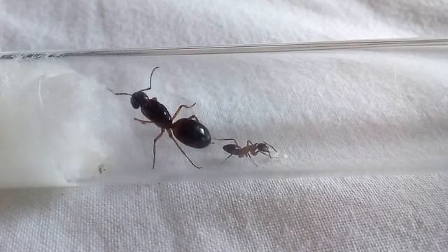 Camponotus consobrinus Queen (Australia), Camponotus ligniperda work (Spain) 22.06.2021 смотреть онлайн