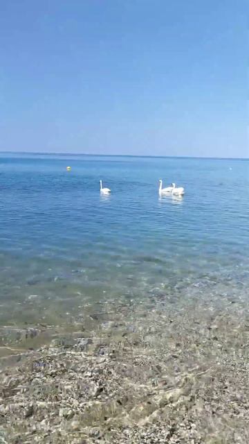 🦢🏖️😍 смотреть онлайн
