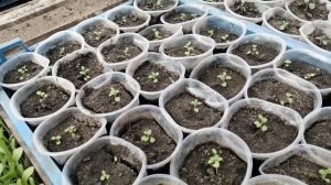 Диасция из своих семян!