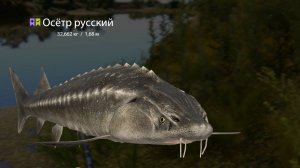 Осётр русский - Русская Рыбалка 4