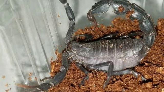 Top Most Venomous Scorpion in the World смотреть онлайн