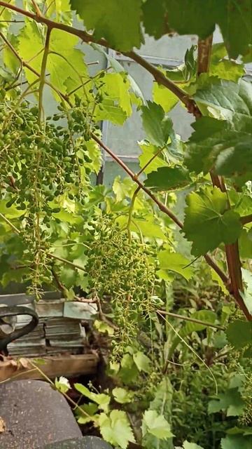 чудеса в Ленинградской области смотреть онлайн