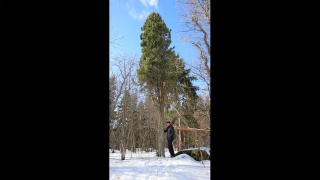 Можжевельник смотреть онлайн