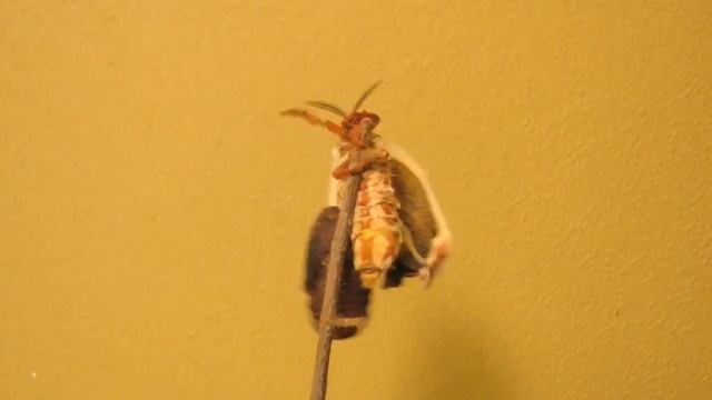 Cecropia Moth Eclosure, Time-lapse смотреть онлайн