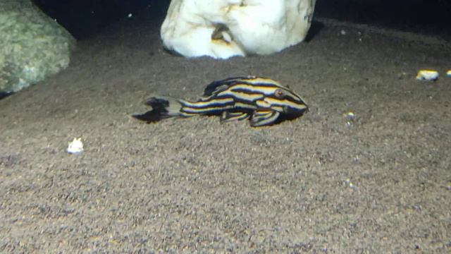 номерной сом l 027 смотреть онлайн