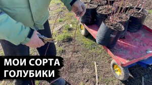 Купил лучшие сорта голубики в питомнике МОЯ ГОЛУБИКА в Ильском