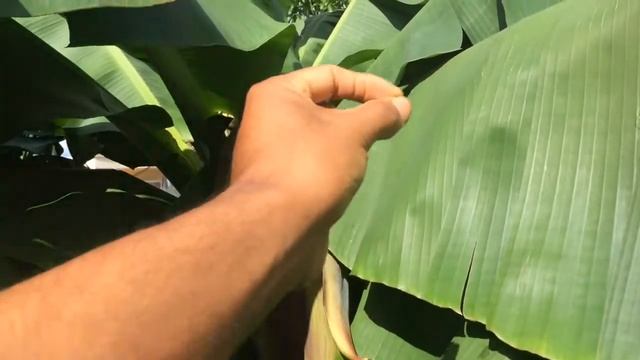Dwarf Cavendish Banana Tree смотреть онлайн
