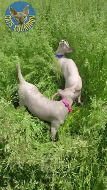 Sphynx cats, Unona and Timofey in the park 3. # Short смотреть онлайн