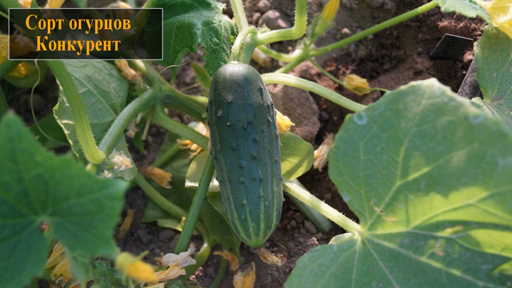 Сорт огурцов Конкурент смотреть онлайн