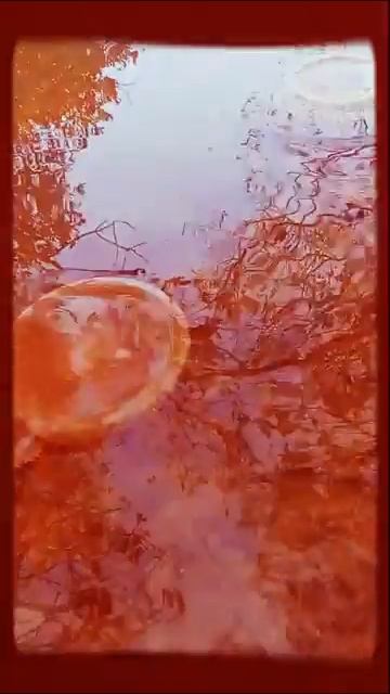 高雄林園溼地 水母湖~採風錄❷ смотреть онлайн