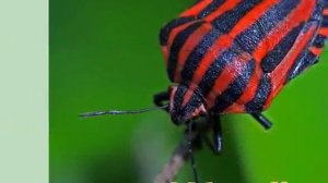 Логопедические распевки