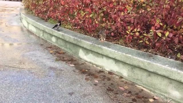 Вороны против кошки смотреть онлайн