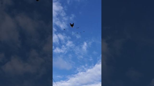 николаевские голуби .Андрей Одесса смотреть онлайн