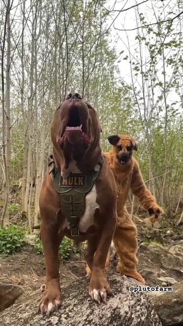 Biggest Pitbull in this world 🥵🔥 || Aggressive Pitbull Hulk Huge Size Pitbull Dog big 😱 #shorts смотреть онлайн