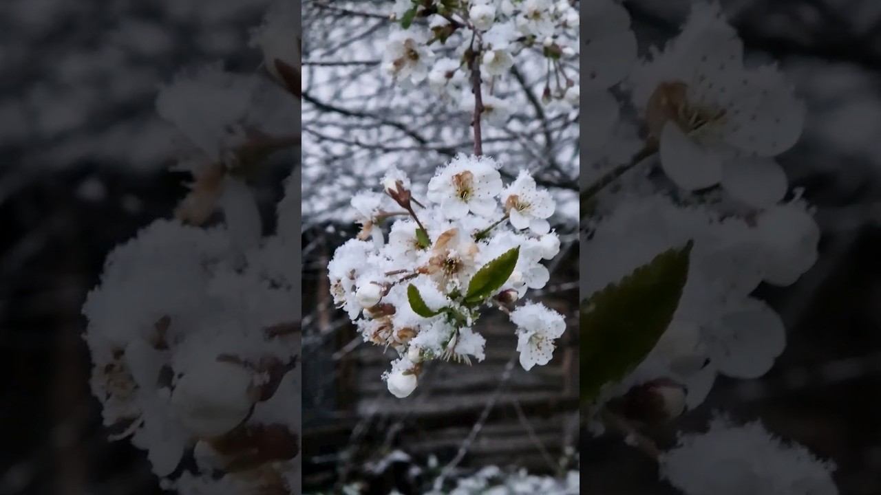 10 раз на посошок! #домиквдеревне #изгородавдеревню #май #снегвмае #снегвесной смотреть онлайн