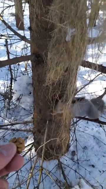 Белка взяла орех и убежала прятать в снегу смотреть онлайн