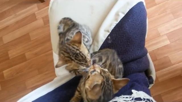 поцелуй Дианы и Дугласа смотреть онлайн