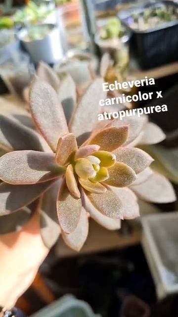 Echeveria carnicolor x atropurpurea смотреть онлайн