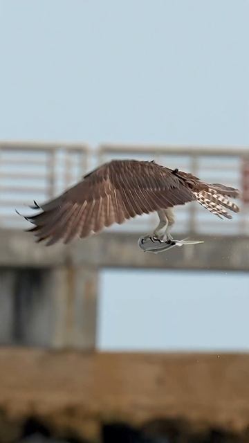 Osprey with a huge pompano shakes off after a dive into the ocean and almost crashes. смотреть онлайн