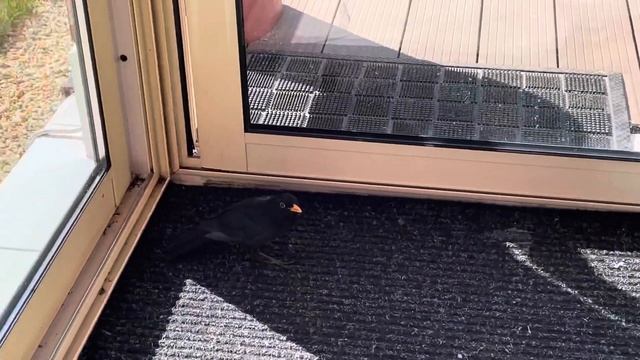 Бубузаяц: Птица, ты что тут делаешь??? Иди домой! смотреть онлайн