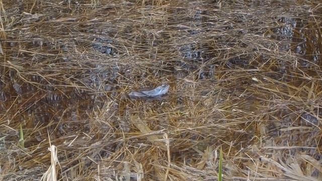 Moor frog. Rana arvalis. Żaba moczarowa смотреть онлайн