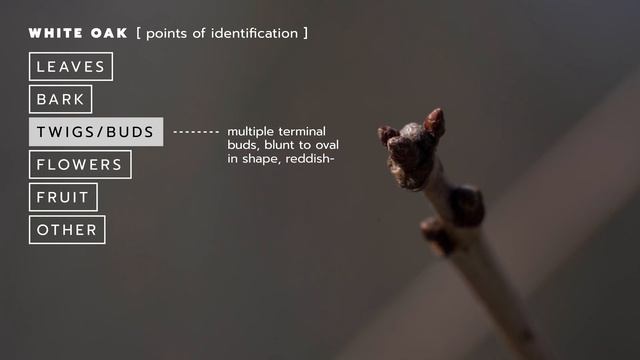 Adkins Arboretum Field Guide—White Oak смотреть онлайн