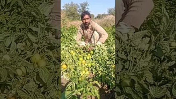 Hybrid Tomato RAJA-888 Sapient Seeds