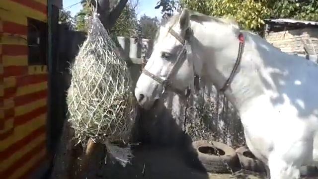 Кормление коня из РЕПТУХА. смотреть онлайн