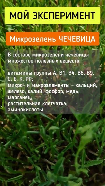 МИКРОЗЕЛЕНЬ ЧЕЧЕВИЦА смотреть онлайн