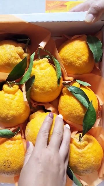 Korean Orange Hallabong| 할라봉 #shorts #fruit #orange #koreanfood смотреть онлайн