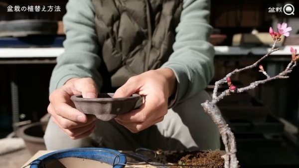 【初心者】失敗しない盆栽の植替え方法（桜）【盆栽Q】(1)