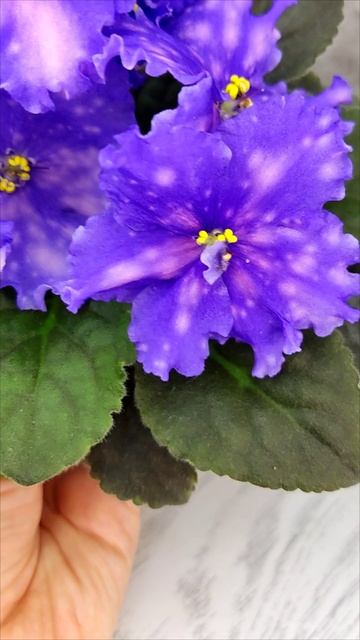 Фиалка МТ-XXL Эльф