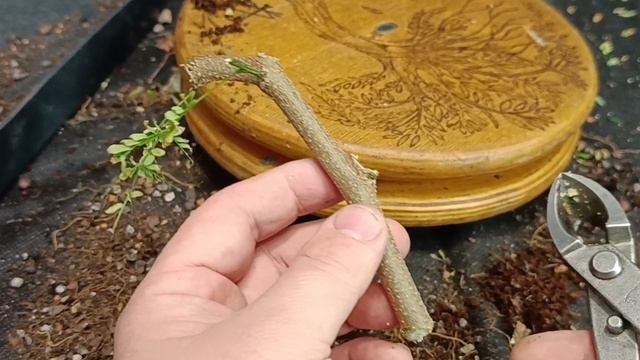 леуцена светлоголовчатая