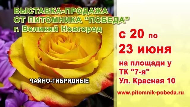 Выставка Питомника Победа - июнь смотреть онлайн