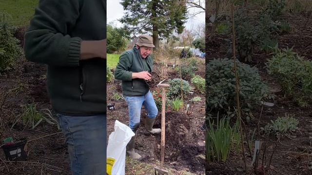 Planting a wind resistant Hydrangea “Magical Himalaya” @pergolanurseries_garden_corner смотреть онлайн