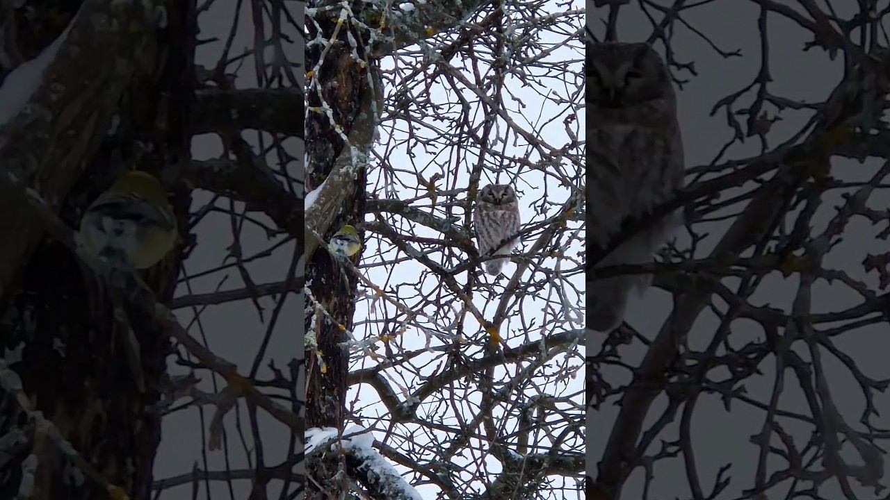 Настоящая сова у меня в гостях! #сова #домиквдеревне #изгородавдеревню #совушка #совунья смотреть онлайн