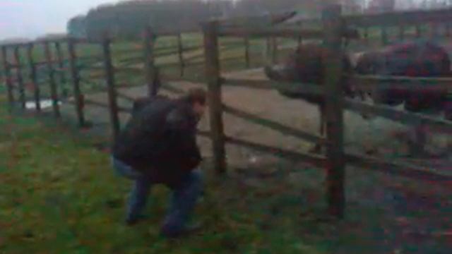 Дрессировка страусов смотреть онлайн