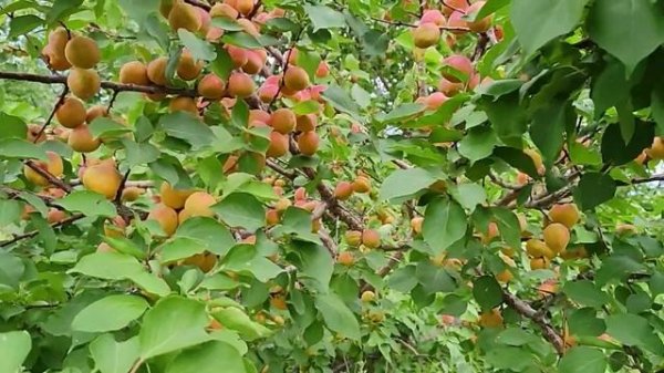 новейший сорт абрикоса Подарок.